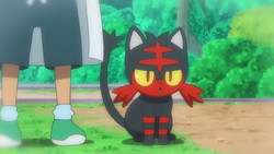 Kukui Litten.png