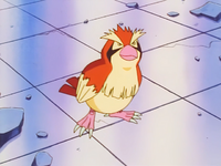 A Trainer's Pidgey