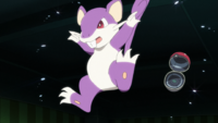 Red's Rattata