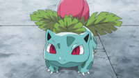 Shauna's Ivysaur