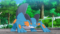 Wallace's Swampert