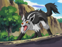 Butch's Mightyena