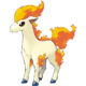 Ponyta