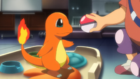 Professor Oak's Charmander