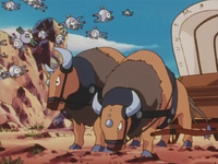 Ethan's Tauros