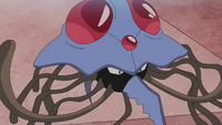 Tentacruel anime.png