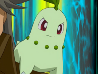 Silver's Chikorita