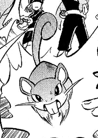 Team Rocket's Raticate