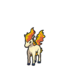 Ponyta