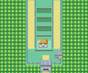 Kanto Route 5 FRLG.png