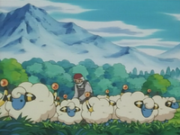 Mareep farmer's Mareep