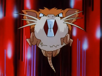 Ash's Raticate