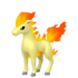 Ponyta