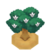 PersimTreeBloomVI XY.png