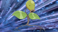 Verona's Bellsprout