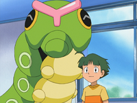 Zander's Caterpie