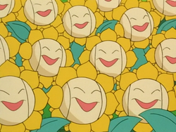 Multiple Sunflora anime.png