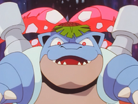 "Venustoise"