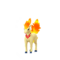 Ponyta